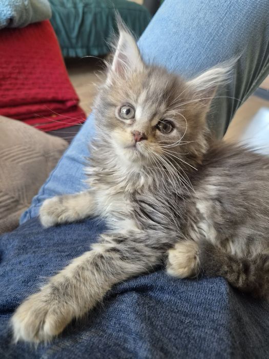 Niebieska szylkretka Maine Coon FPL