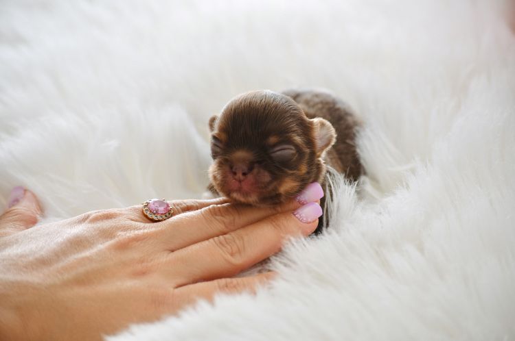Chihuahua Cudo Mini XXS Czekoladowe