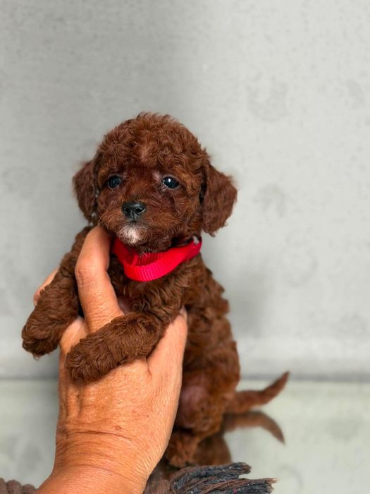 Pudel toy red brown linia chińska teacup