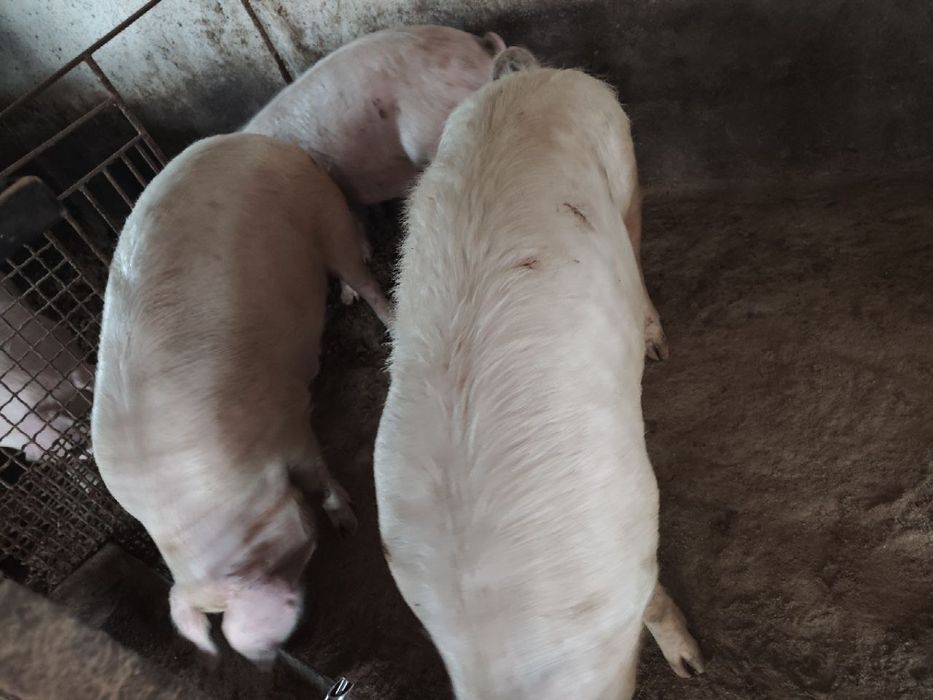 Терміново продам свиней живою вагою