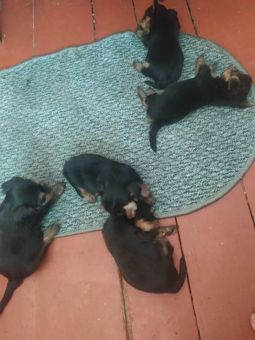 Продаю щенков йоркширских терьеров. Щенкам1.5 месяца  цена 6000 грн