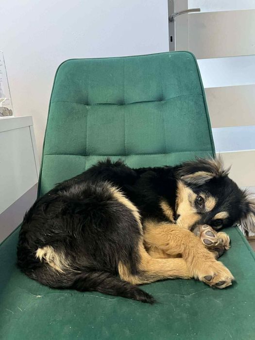 Mięciutki szczeniak Flafi do adopcji