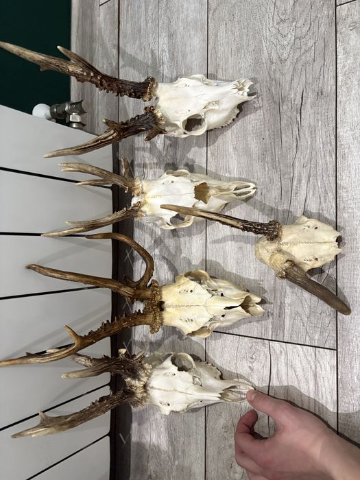 Czazki kozła,myłkusy, parostki