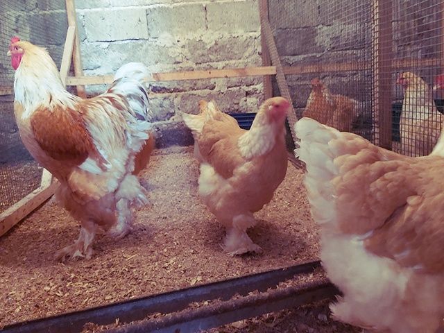 Інкубаційне яйце та курчата. Кохінхін: ізабелла, біле золото.