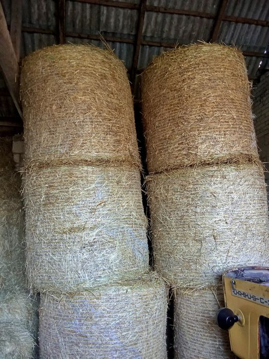 Słoma z przenzyta w belach