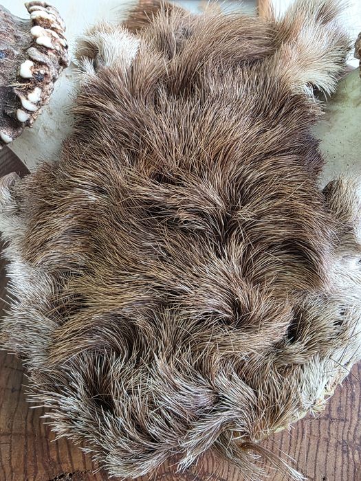 Коллекционные рога оленя.