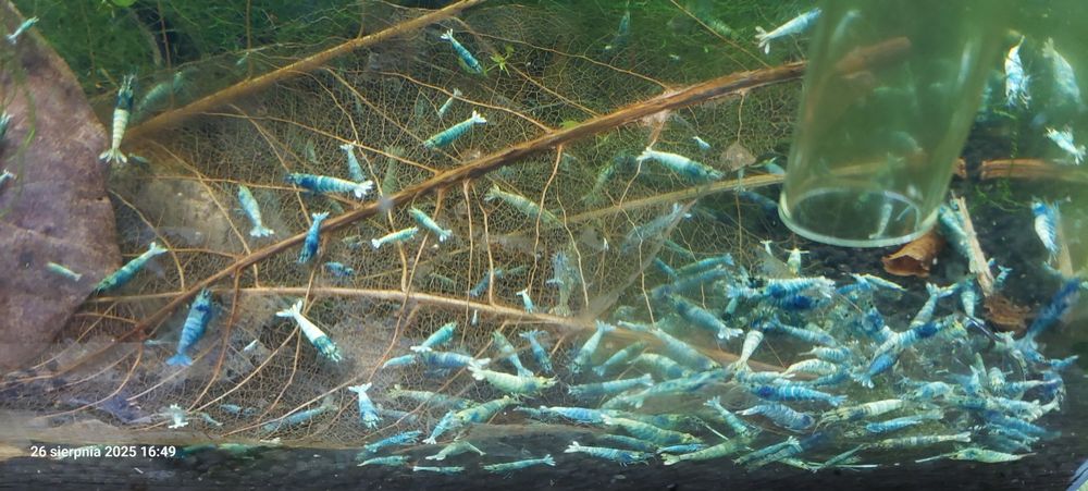 Krewetki Cardina Blue bolt