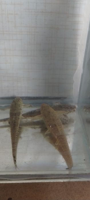 Loricaria parva- piękne duże