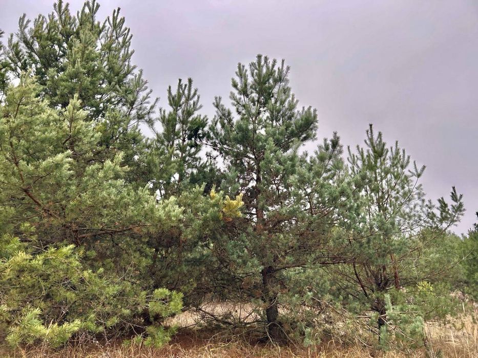 Земельна ділянка 8 Га! Ясногородка!