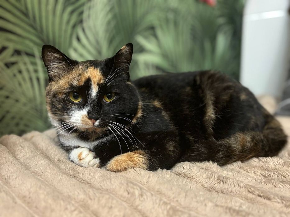 Шукає дім кішечка віком 6 місяців