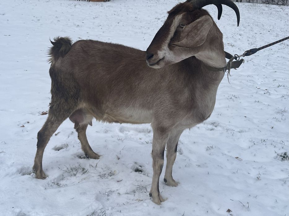 Кози англо-нубійська, занецька