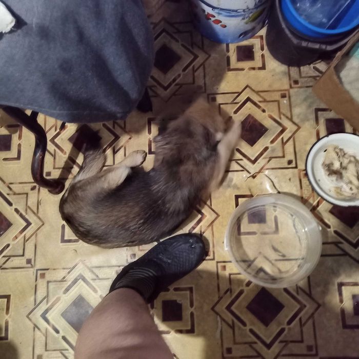 Маленька стерильна собака