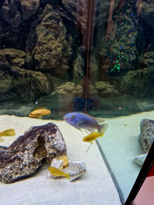 Labeotropheus tumbi west