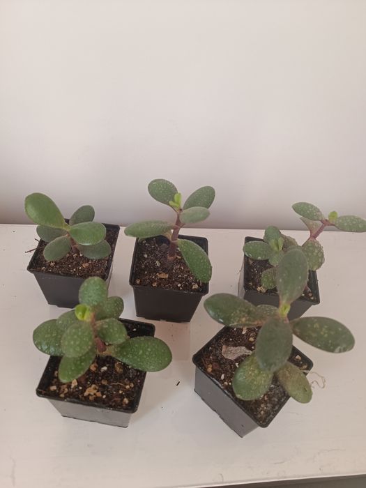 Кімнатні рослини, Сукуленти, Розпродаж