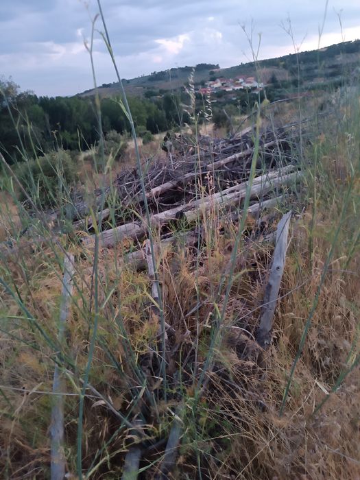 Madeira de pinho – cerca de 20 toneladas ou mais – Bom estado