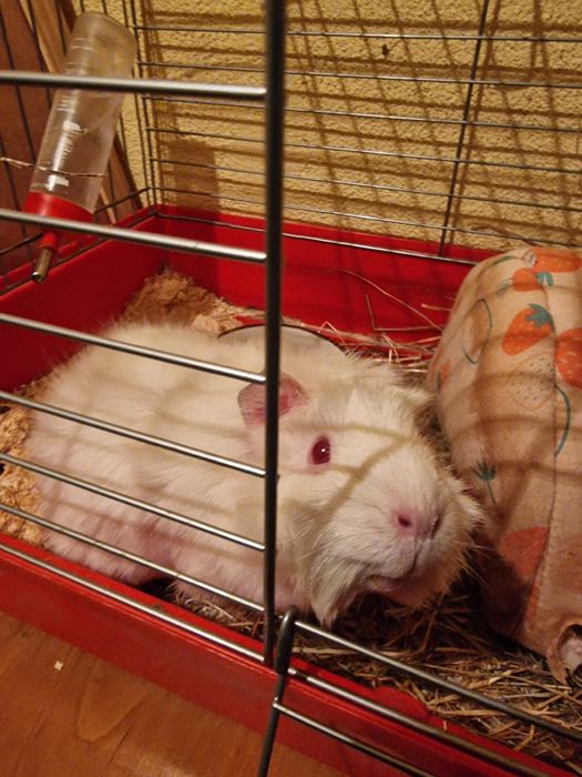 Oddam świnkę morską z klatką