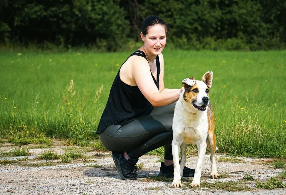 Romuś - piękny, duży pies szuka domu
