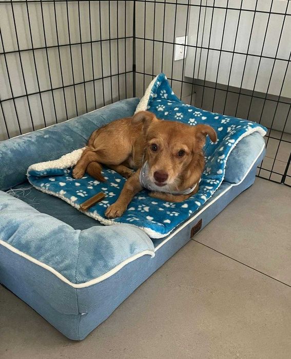 Jimmy, Cão 8 meses porte pequeno para adoção
