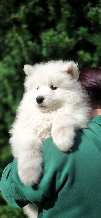 Samoyed samiec samica samojed hodowla pracująca z behawiorystą idealne szczenięta