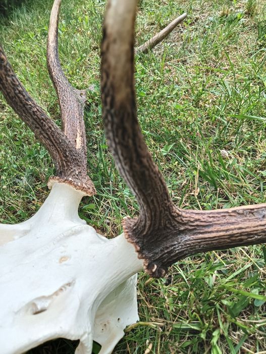 Poroże jelenia - trofeum myśliwskie