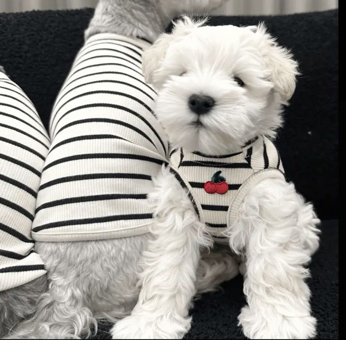 Пакет вещей на маленькую собачку или кошку,кофта ,худи ,майка дождевик