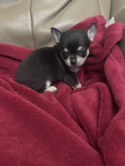 Sympatyczna sunia Chihuahua