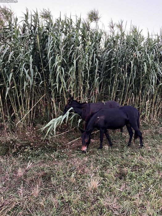 Mula Pequena Rara – Pónei x Burro da Graciosa