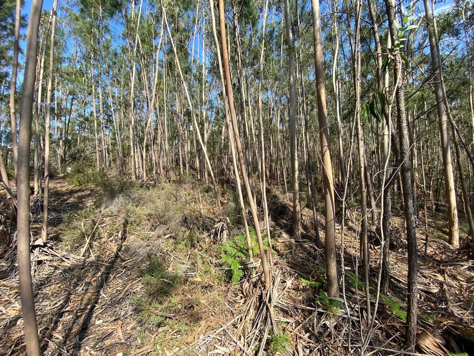 PINHAL -  Rústico com eucaliptal e mato na zona de Pombal