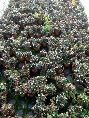 Golteria rozesłana na skarpy rabaty skalniaki roślina okrywowa tanio