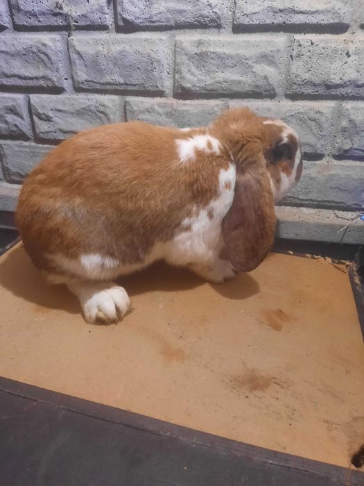 Samce barana francuskiego