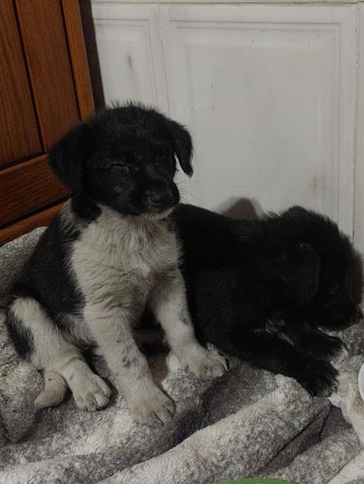 Cães bebés para adoção