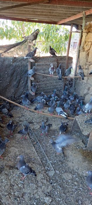 Grande quantidade de pombos