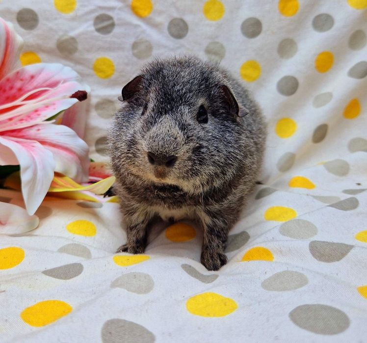 Морская свинка,морська свинка,морские свинки,морські свинки,Тедді,