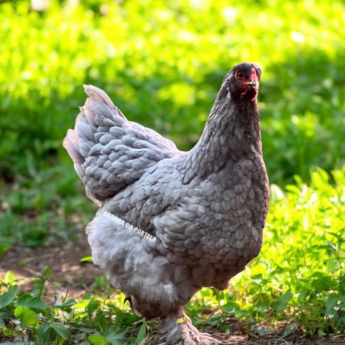 BRAHMA AZUL ( OVOS )