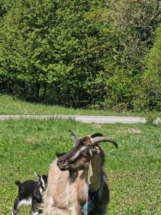 Sprzedam kozę 2 litry mleka na cały dzień