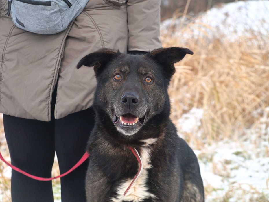 Vuk - Mimo swojej postury jestem z natury spokojnym psem