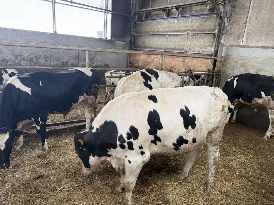 Buhaje rozpłodowe po zarodkach z USA