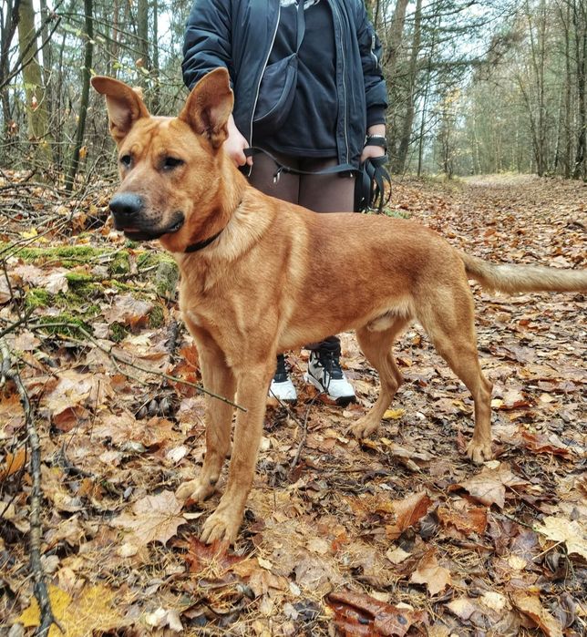 Wspaniały młody pies Scooby do adopcji