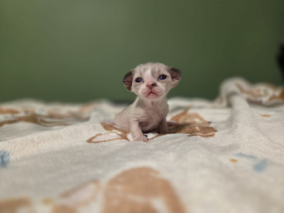 Devon rex kocur FPL