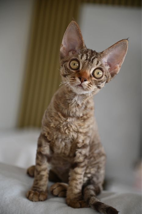 Koteczka Devon Rex