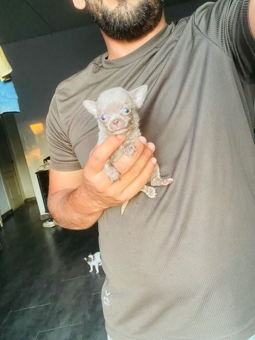 Chihuahua macho super miniatura