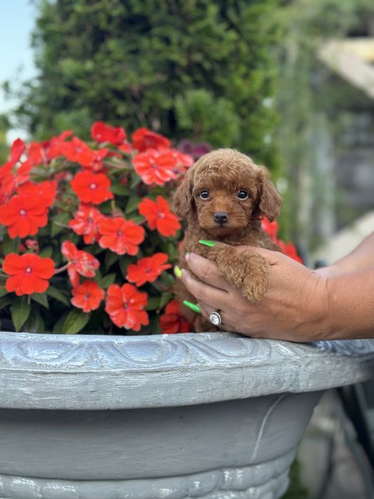 Чарівні МАЛЬТІПУ Ф1/Ф2