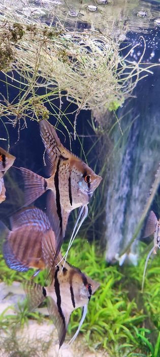 Skalar Pterophyllum Altum Rio nanay