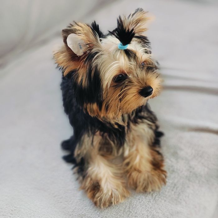 Yorkshire terrier