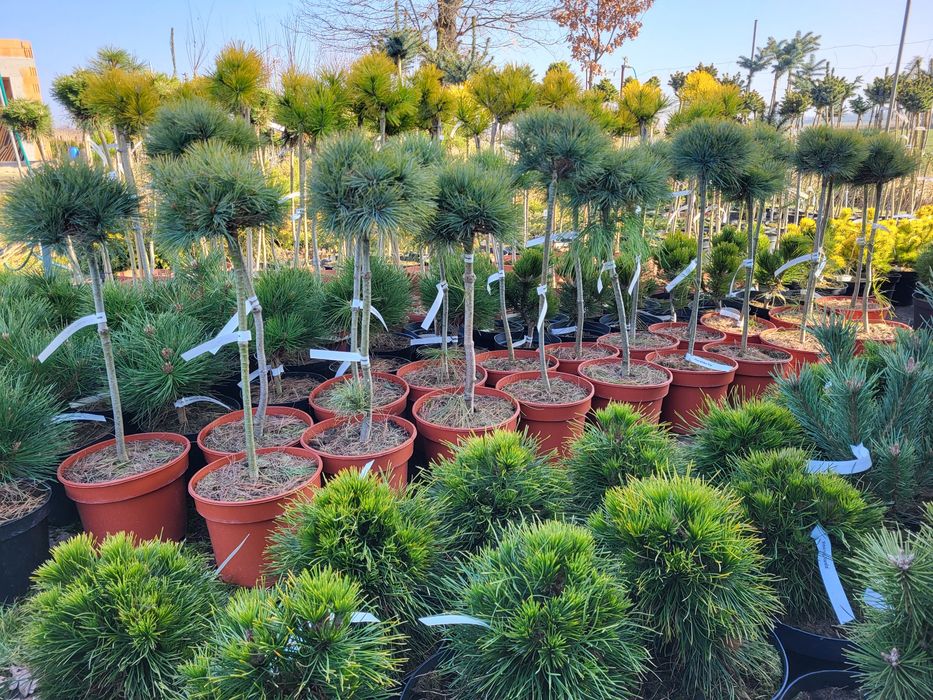 Wierzba pleciona, Polska palma, Salix,  Promocja