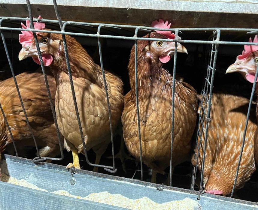 Кури домінанти.  ..