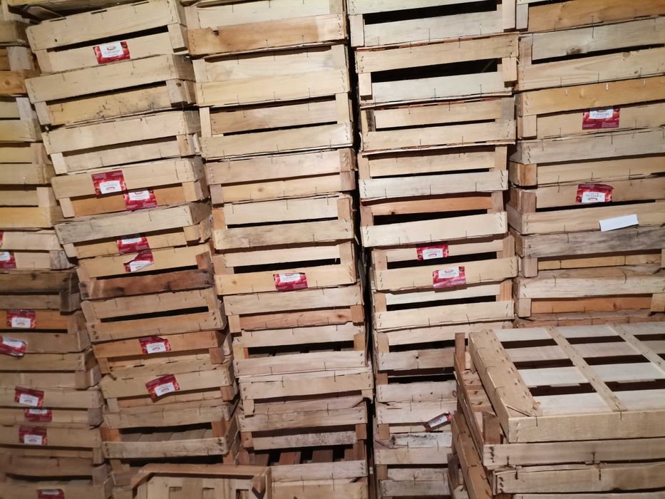 Łuszczki 60cmx40cm/11cm skrzynki np na rzodkiewkę, sałatę,