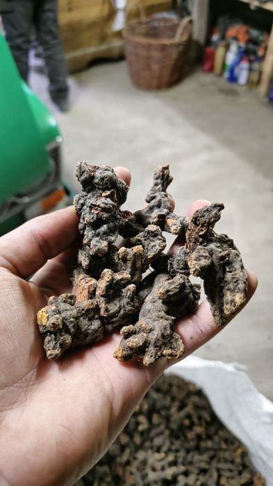 Сухий корінь Калгану