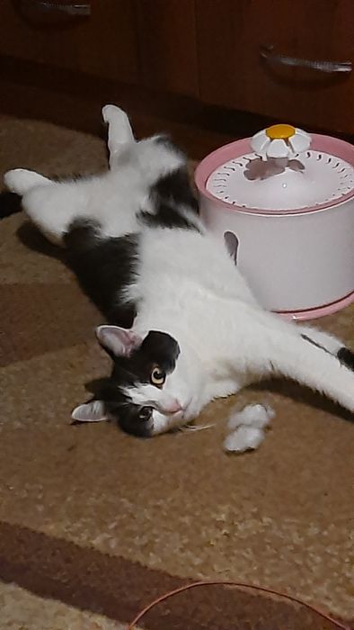 Фонтанчик- поїлка для котиків