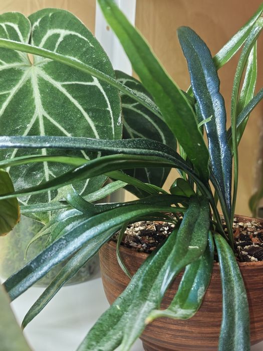 Microsorum thailandicum, папороть